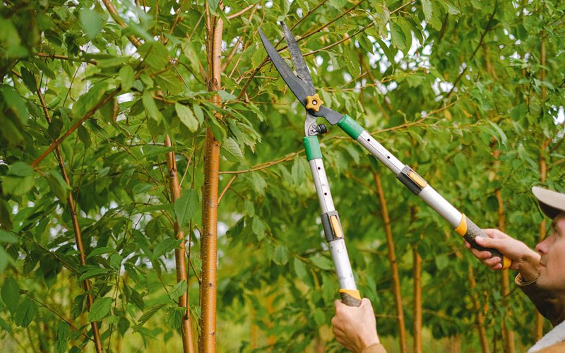 Tree trimming in Meadow Valley, CA